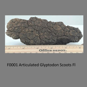 F0001 Articulated Glyptodon Scoots Fl  