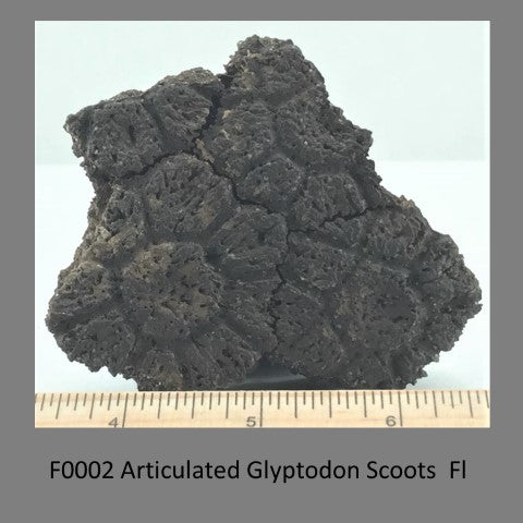 F0002 Articulated Glyptodon Scoots Fla