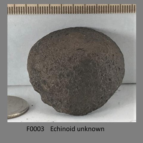 F0003 Echinoid unknown