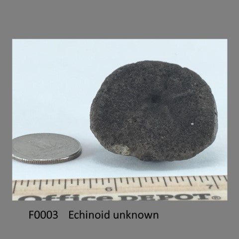 F0003 Echinoid unknown