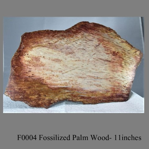 F0004 Fossilized Palm Wood- 11inches