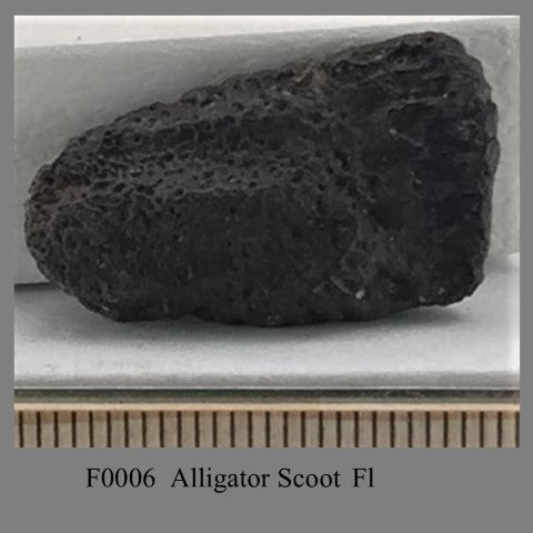 F0006 Alligator Scoot Fl 