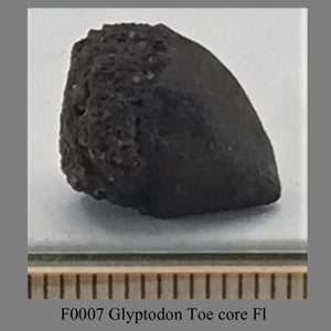 F0007 Glyptodon Toe core Fl