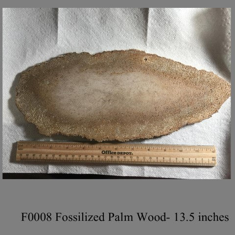 F0008 Fossilized Palm Wood- 13.5 inches