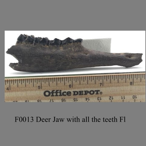 F0013 Deer Jaw with all the teeth Fl