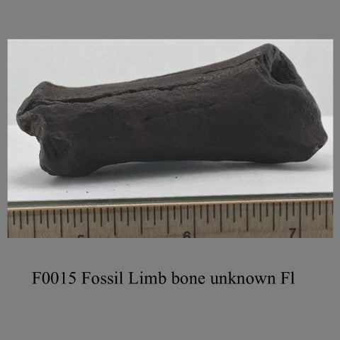 F0015 Fossil Limb bone unknown Fl