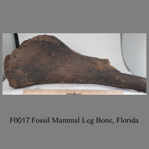 F0017 Fossil Mammal Leg Bone, Florida