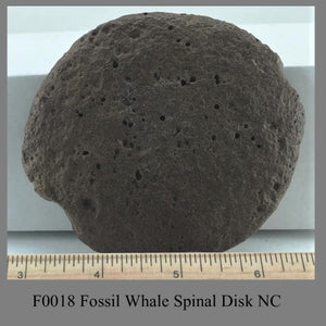 F0018 Fossil Whale Spinal Disk NC  