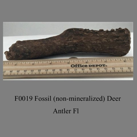 F0019 Fossil (non-mineralized) Deer Antler Fl  