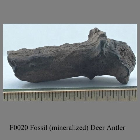 F0020 Fossil (mineralized) Deer Antler  