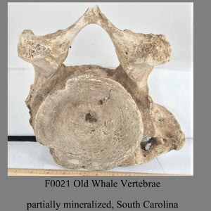 F0021 Old Whale Vertebrae partially  mineralized, South Carolina