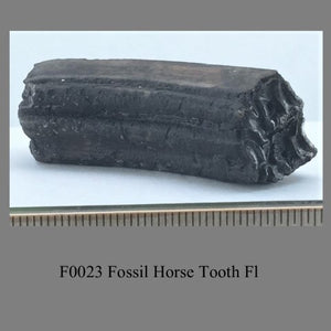 F0023 Fossil Horse Tooth Fl