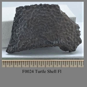 F0024 Turtle Shell Fl  