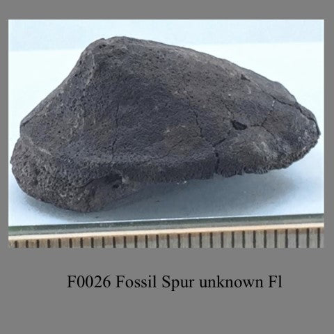 F0026 Fossil Spur unknown Fl  