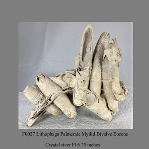 F0027 Lithophaga Palmeraie Myilid Bivalve Eocene