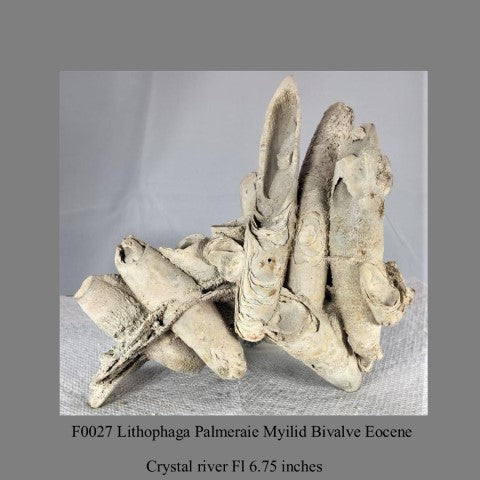 F0027 Lithophaga Palmeraie Myilid Bivalve Eocene