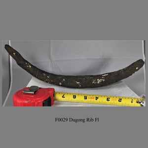 F0029 Dugong Rib Fl