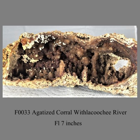 F0033 Agatized Corral Withlacoochee River Fl 7 inches