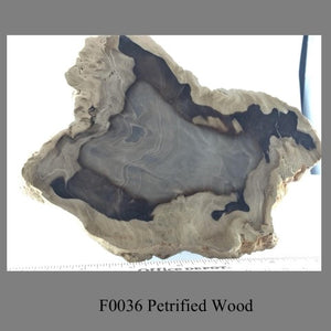 F0036 Petrified Wood