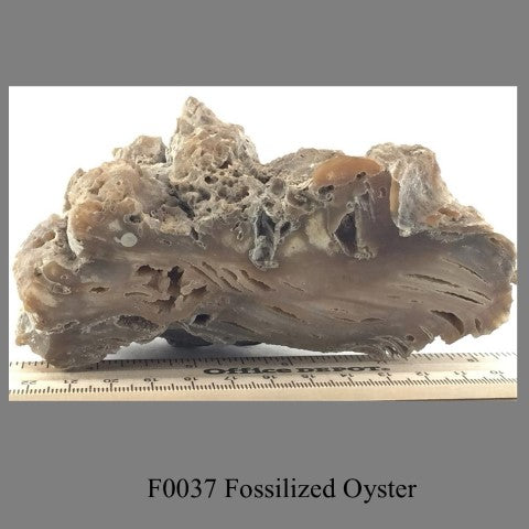 F0037 Fossilized Oyster