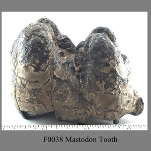 F0038 Mastodon Tooth