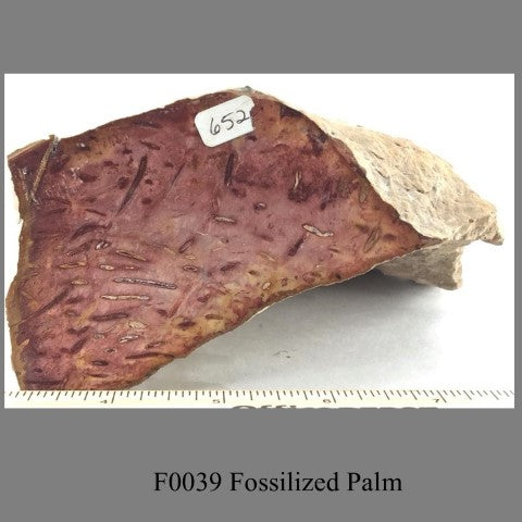 F0039 Fossilized Palm