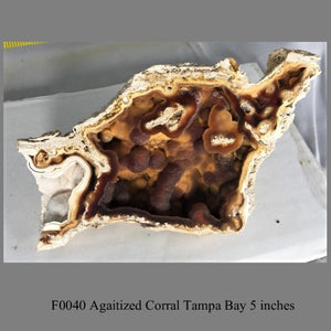 F0040 Agaitized Corral Tampa Bay 5 inches