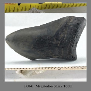 F0041  Megalodon Shark Tooth