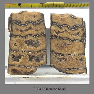 F0042 Baculite fossil