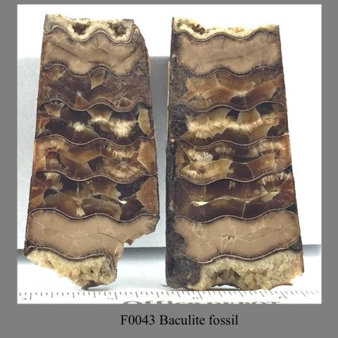 F0043 Baculite fossil