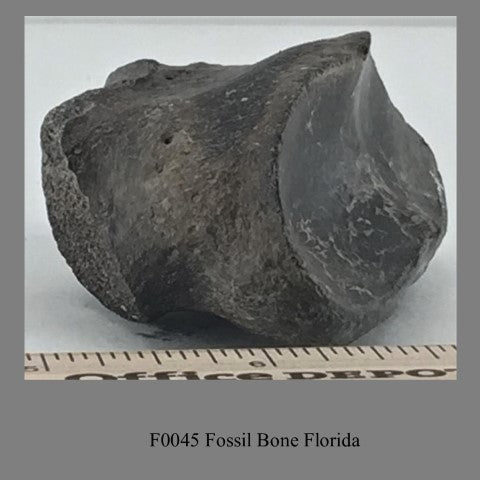 F0045 Fossil Bone Florida