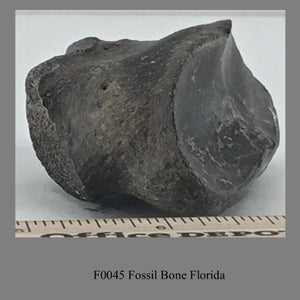 F0045 Fossil Bone Florida