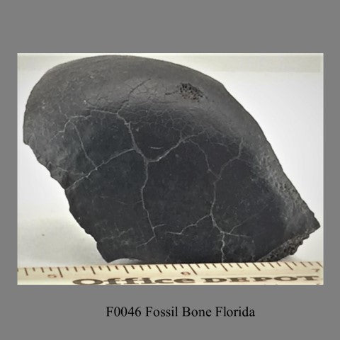 F0046 Fossil Bone Florida