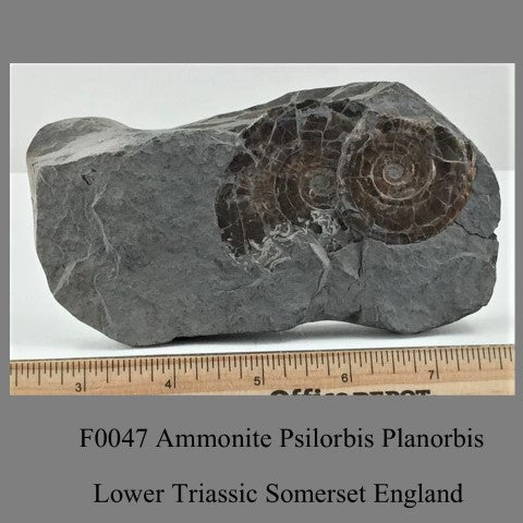 F0047 Ammonite Psilorbis Planorbis