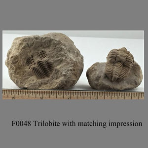 F0048 Trilobite with matching impression