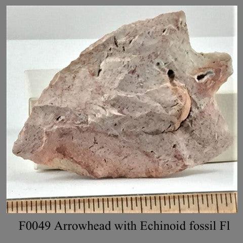 F0049 Arrowhead with Echinoid fossil Fl