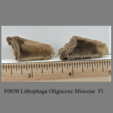 F0050 Lithophaga Oligocene Miocene  Fl