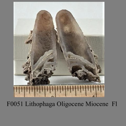 F0051 Lithophaga Oligocene Miocene  Fl