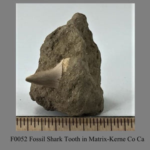 F0052 Fossil Shark Tooth in Matrix-Kerne Co Ca