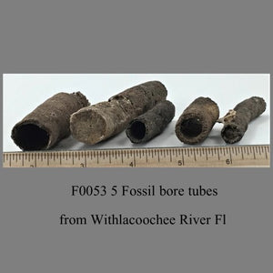 F0053 5 Fossil bore tubes