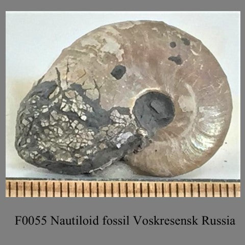 F0055 Nautiloid fossil Voskresensk Russia