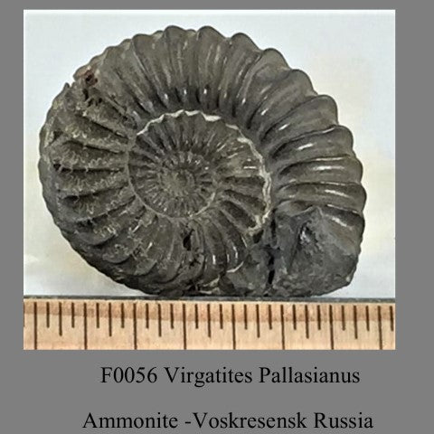 F0056 Virgatites Pallasianus Ammonite Voskresensk Russia