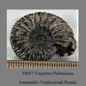 F0057 Virgatites Pallasianus Ammonite Voskresensk Russia