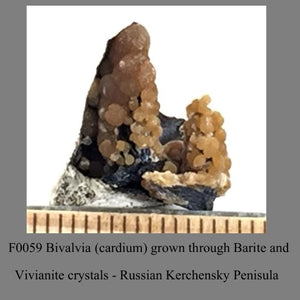 F0059 Bivalvia (cardium) grown through Barite and Vivianite crystals Russian Kerchensky Penisula