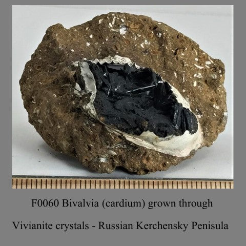 F0060 Bivalvia (cardium) grown through Vivianite crystals Russian Kerchensky Penisula