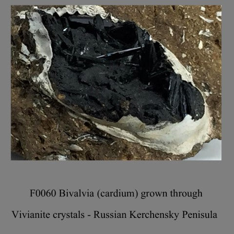 F0060 Bivalvia (cardium) grown through Vivianite crystals Russian Kerchensky Penisula