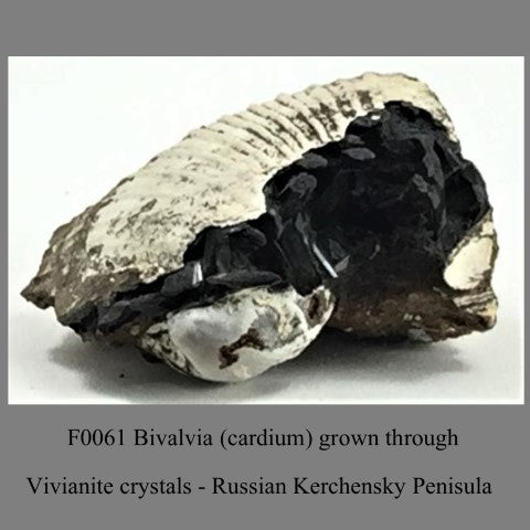 F0061 Bivalvia (cardium) grown through Vivianite crystals Russian Kerchensky Penisula