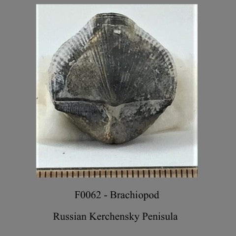 F0062 - Brachiopod Russian Kerchensky Penisula