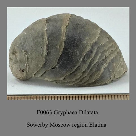 F0063 Gryphaea Dilatata Sowerby Moscow region Elatina formation