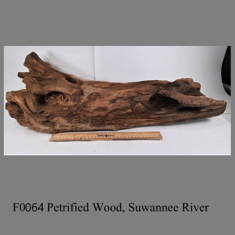 F0064 Petrified Wood, Suwannee River 